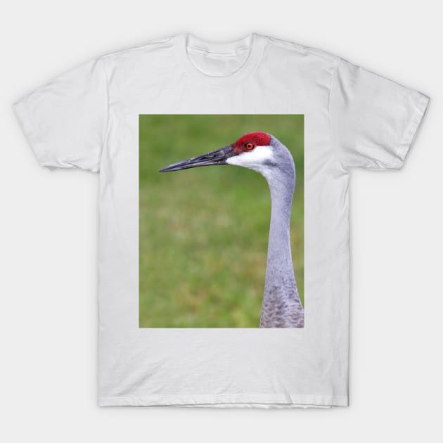 Sandhill hotsell crane shirt